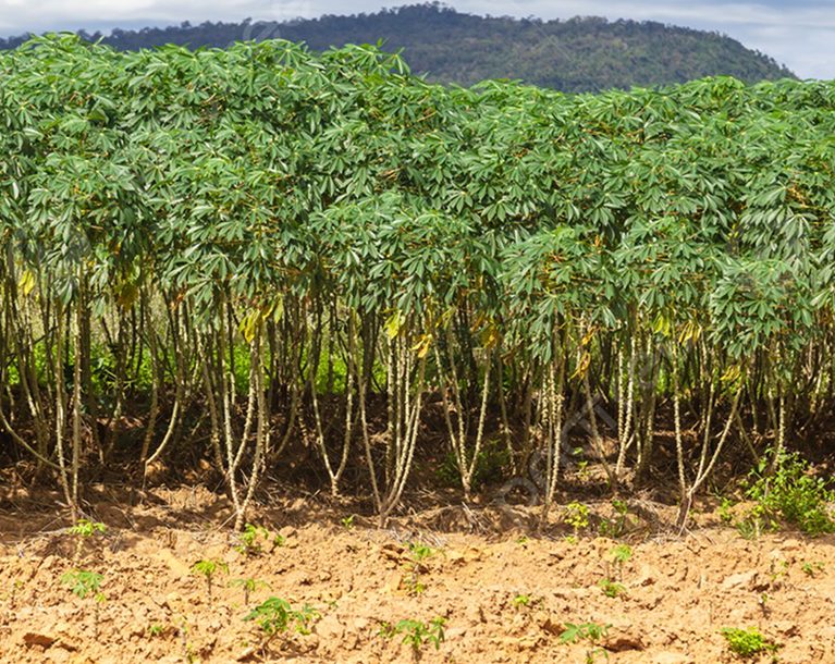 Organic farms avoid toxic inputs, improve soil health, grow clean, sustainable food that supports nature.