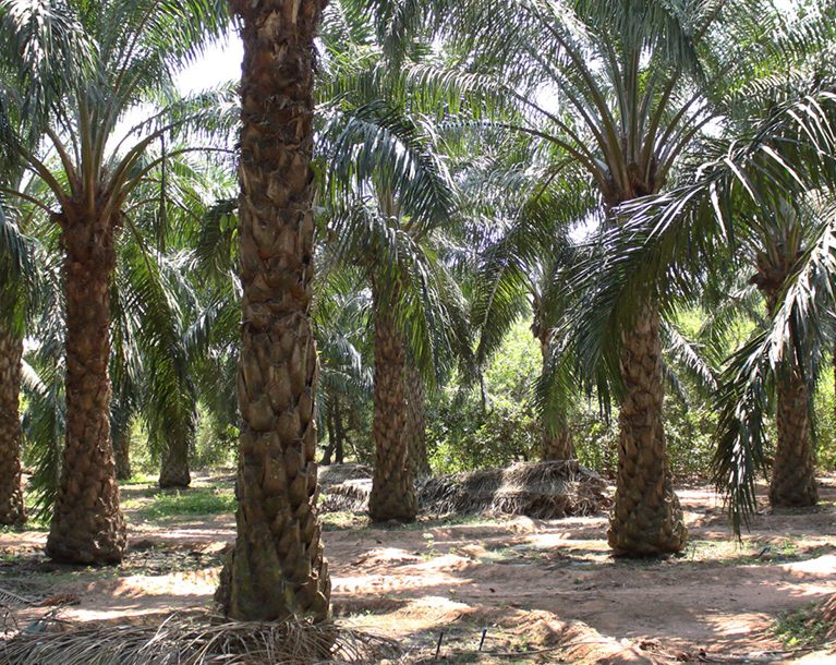 Organic farms avoid toxic inputs, improve soil health, grow clean, sustainable food that supports nature.