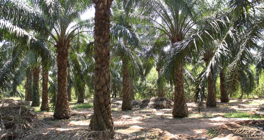 Organic farms avoid toxic inputs, improve soil health, grow clean, sustainable food that supports nature.