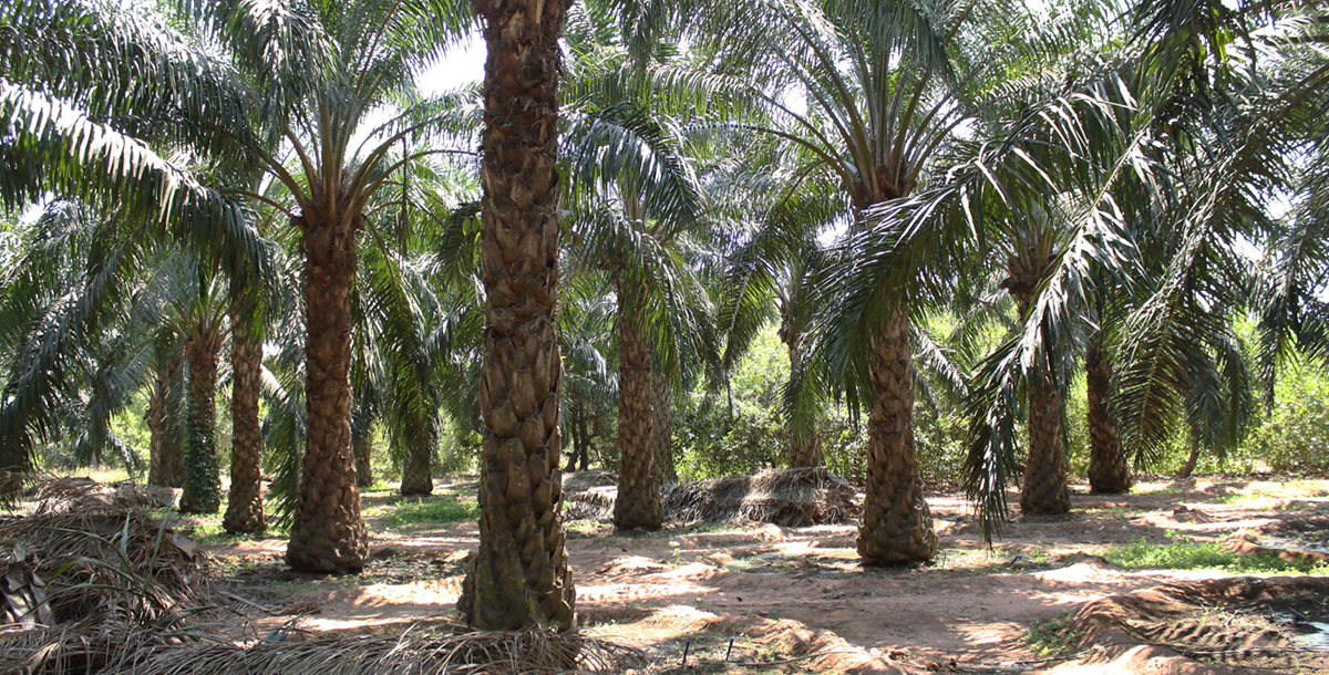 Organic farms avoid toxic inputs, improve soil health, grow clean, sustainable food that supports nature.